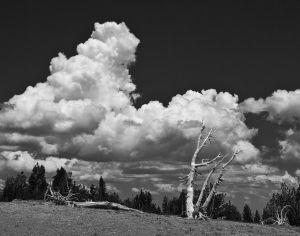 Tree and Cloud at Crater Lake
